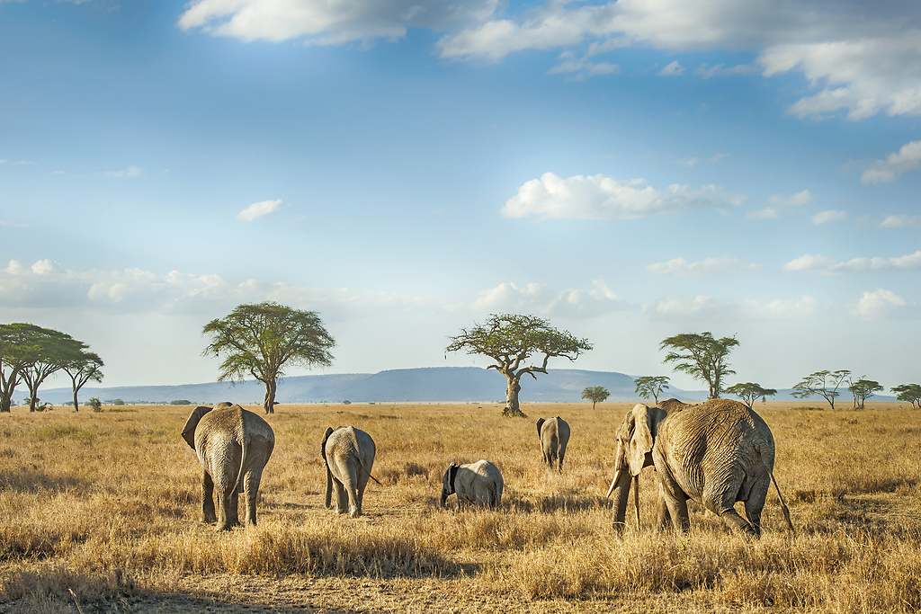 Julio - Tanzania
