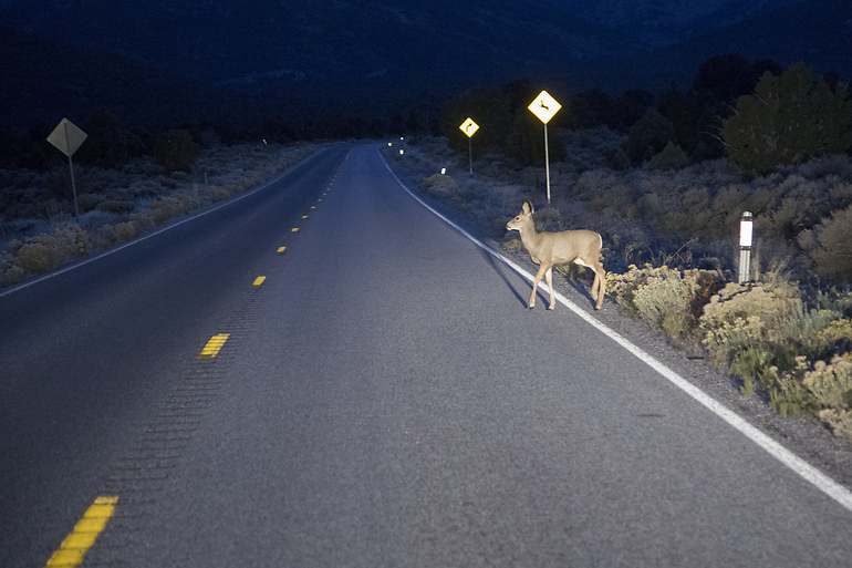 Animal cruzando la carretera en la noche