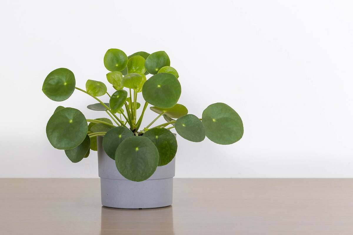 Cómo cuidar y dónde colocar la planta del dinero en casa: ayuda a atraer la estabilidad económica en 2025, según la cultura china