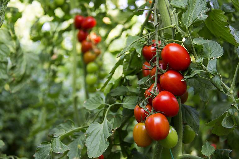 Tomates planta