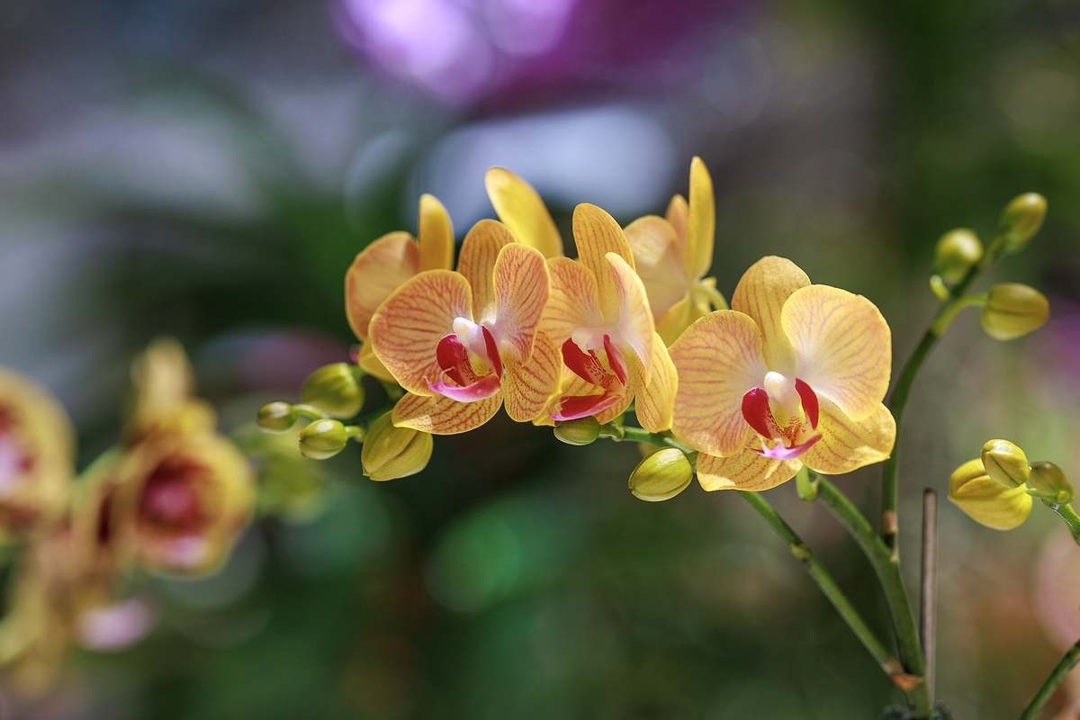 La orquídea