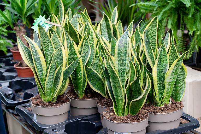 Planta serpiente
