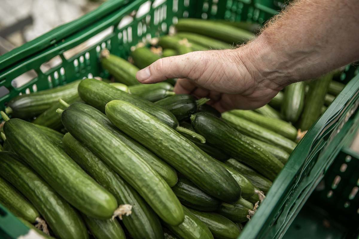 Beneficios del pepino