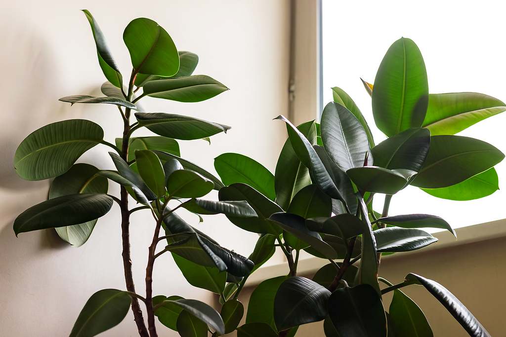 Cuidado con las plantas de interior tropicales