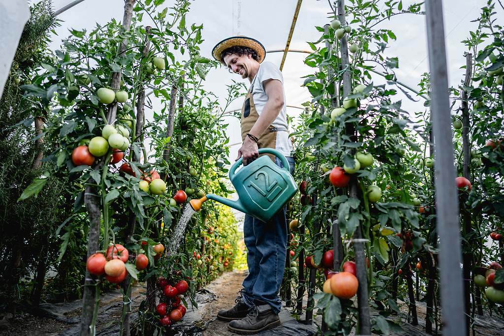 Tomateras en un invernadero