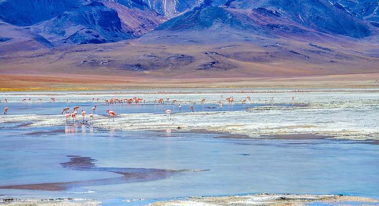 Salar de Uyuni con flamencos