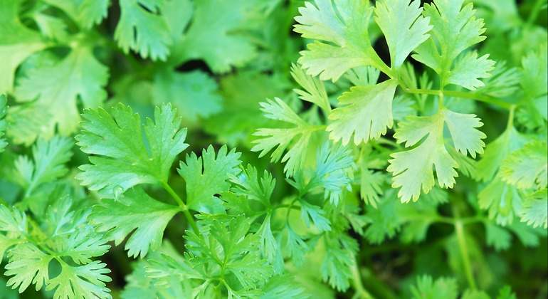 cilantro