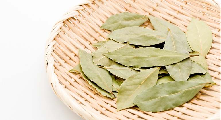 Hojas de laurel