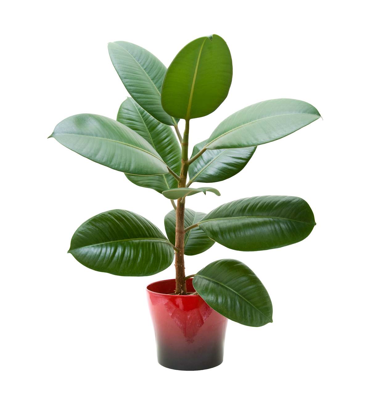 Dónde colocar la planta