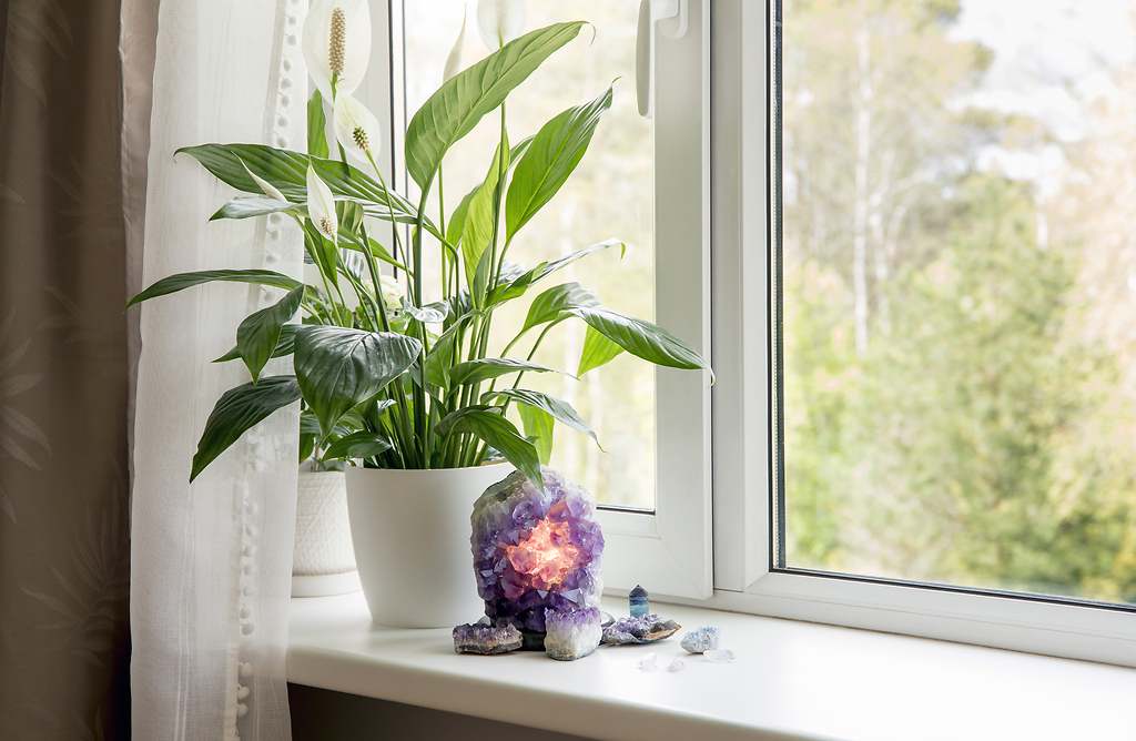 Dónde colocar la planta cuna de Moisés para atraer la energía positiva, la tranquilidad y la paz, según expertos en Feng Shui