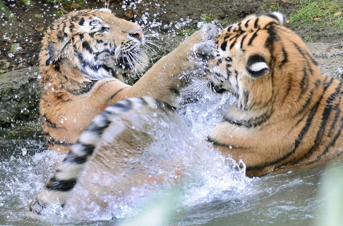Tigres