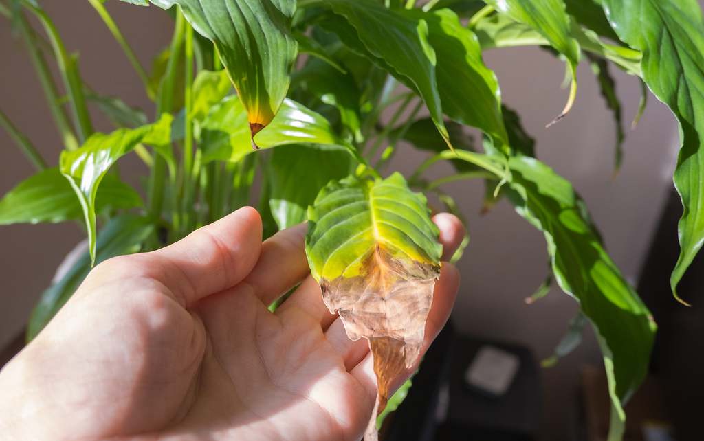 Cómo cuidar las plantas de interior: si las puntas de las hojas están marrones, es por este problema concreto