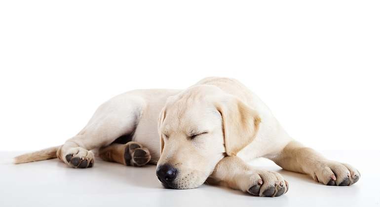 Perro durmiendo postura león