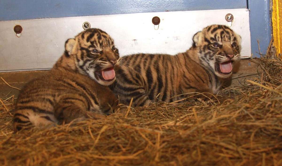 Tigres