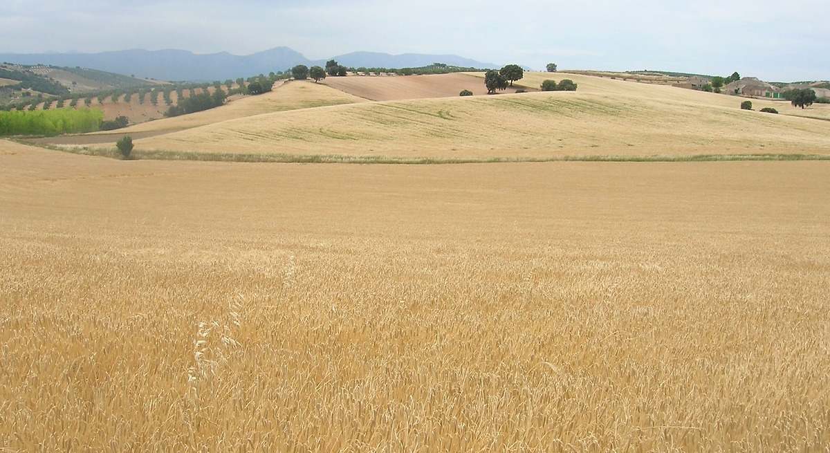Agroseguro abona más de 17 millones a los cerealistas en Aragón
