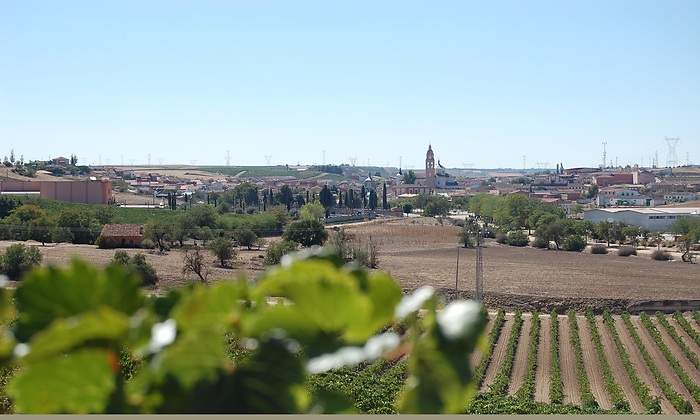 Vinedo-Rueda-2.jpg