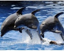 delfines.jpg