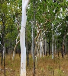 bosque-australia-efe-225x250.jpg
