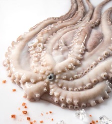 pulpo-crudo.jpg
