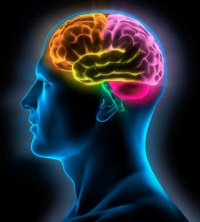 cerebro1.jpg