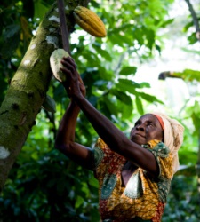 cacao-getty.jpg