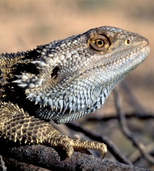dragon-225.jpg