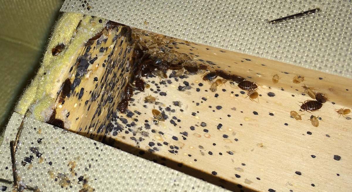 Sus inquilinos provocaron una plaga de chinches en el edificio y ahora los propietarios tendrán que pagar casi 16.000 euros a sus vecinos de abajo