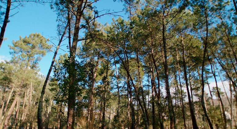 Bosque corporativo de Naturgy en A Coruña