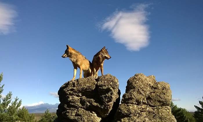pareja-lobos-asturias.jpg