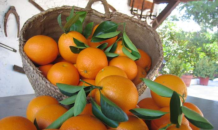 naranjas-2.jpg