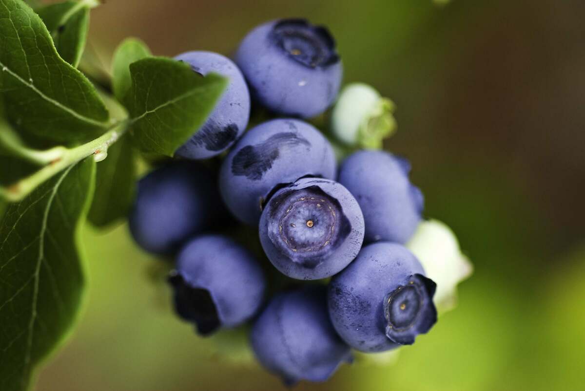 Reducción de la inflamación cerebral