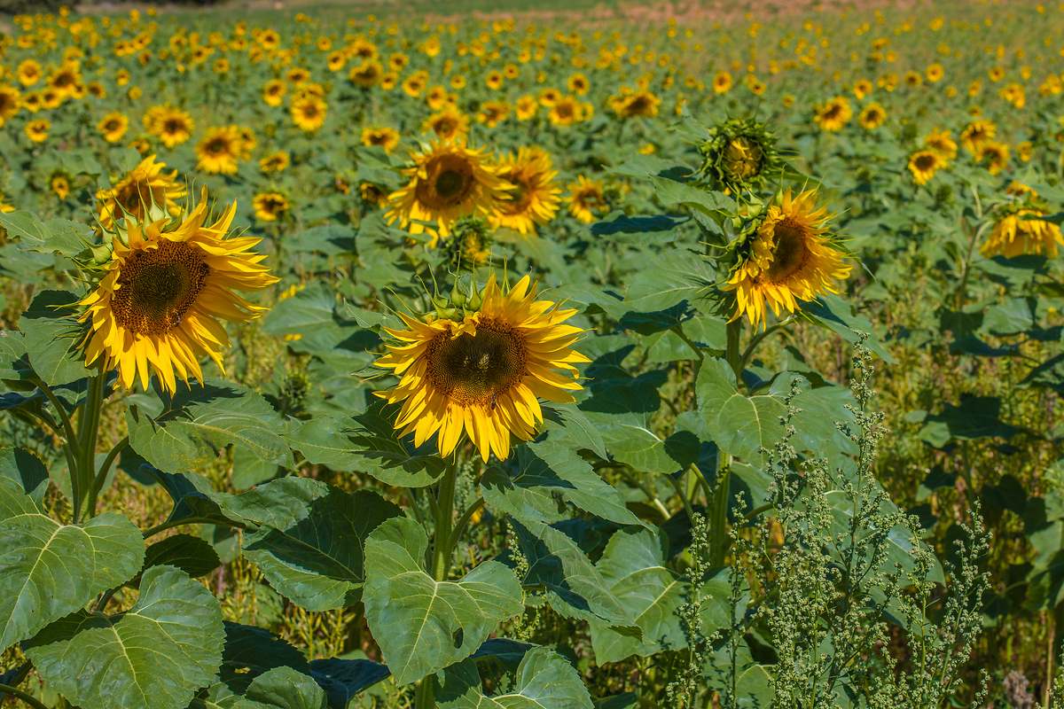 Mayo - Girasol