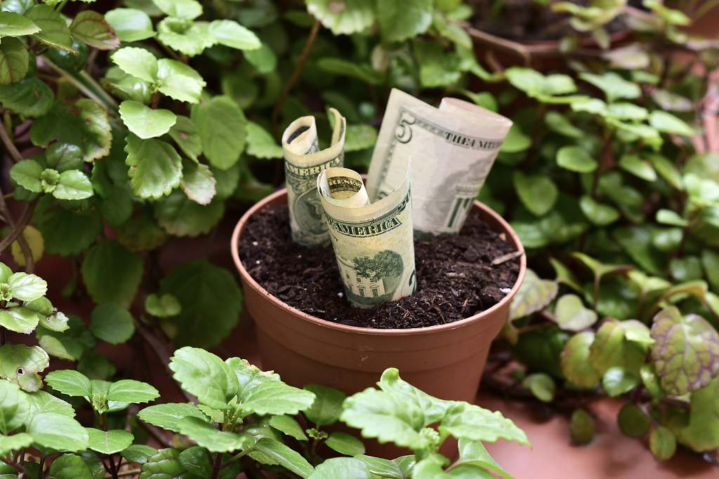 Se cultiva como una planta de interior