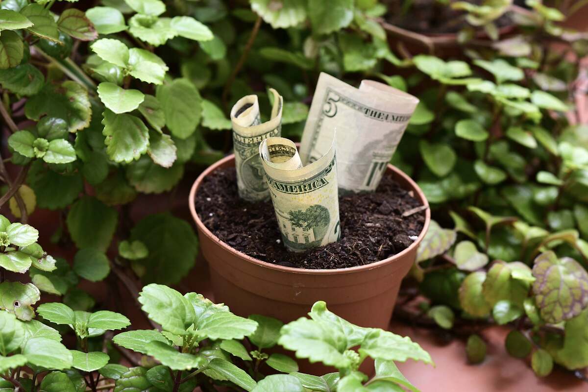 Se cultiva como una planta de interior