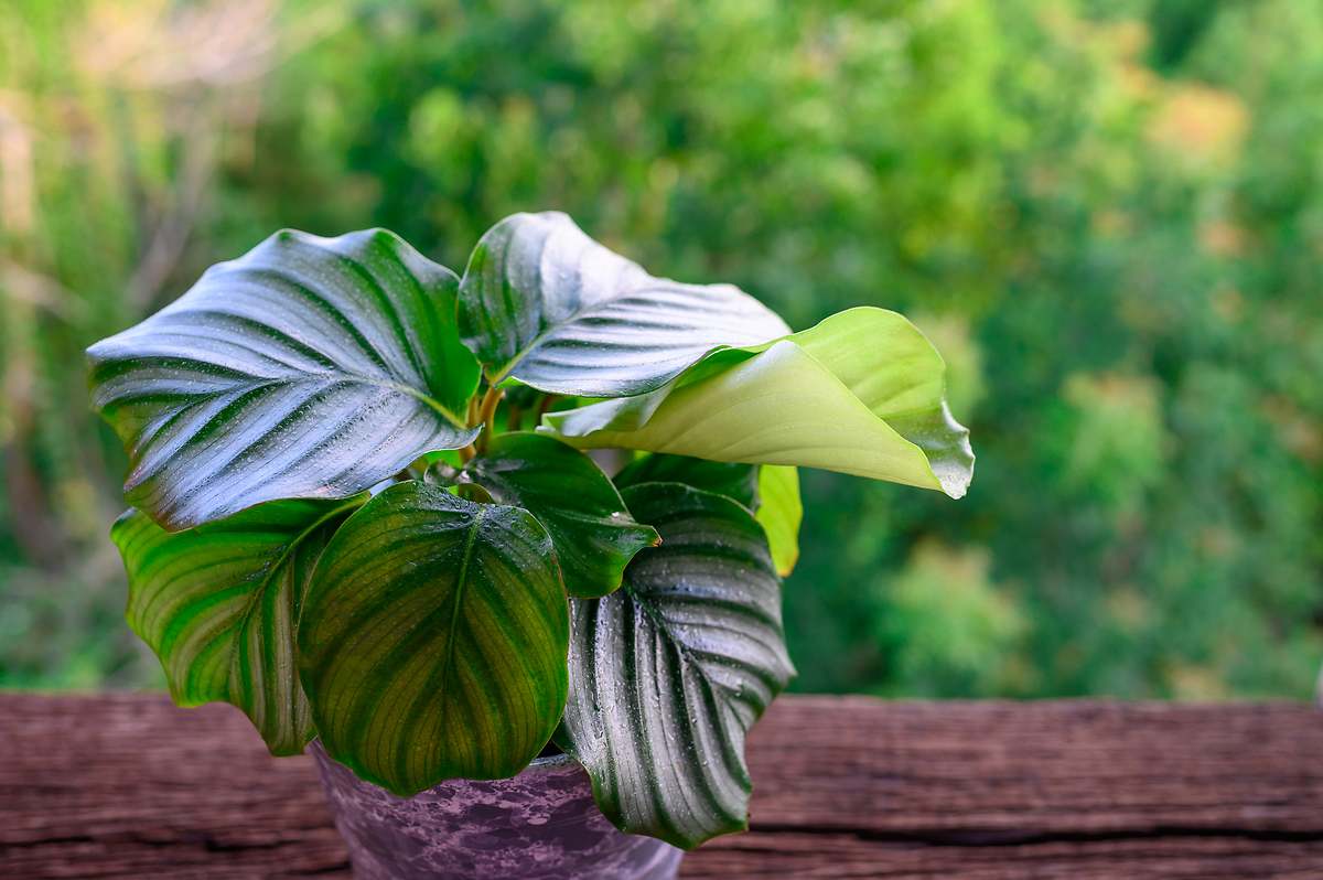 Octubre - Calathea