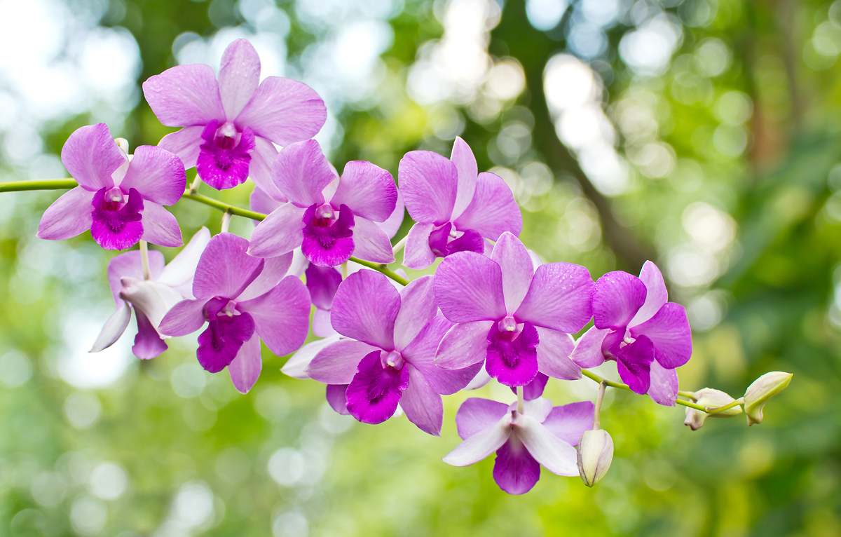 Abril - Orquídea