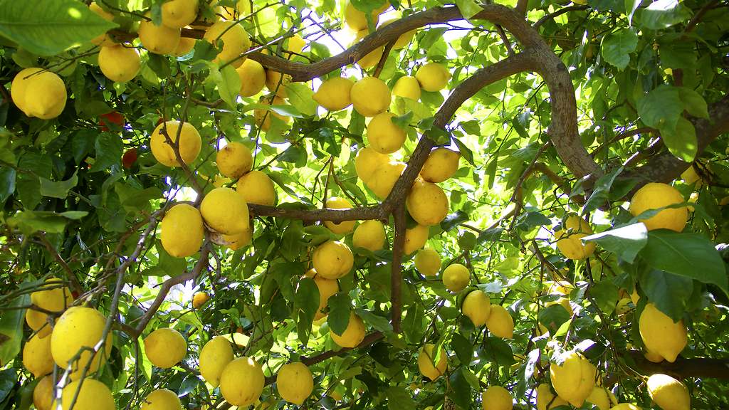 Orientación del limonero y un pequeño truco