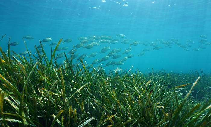 Imagen-Que-es-la-economia-del-oceano.jpg