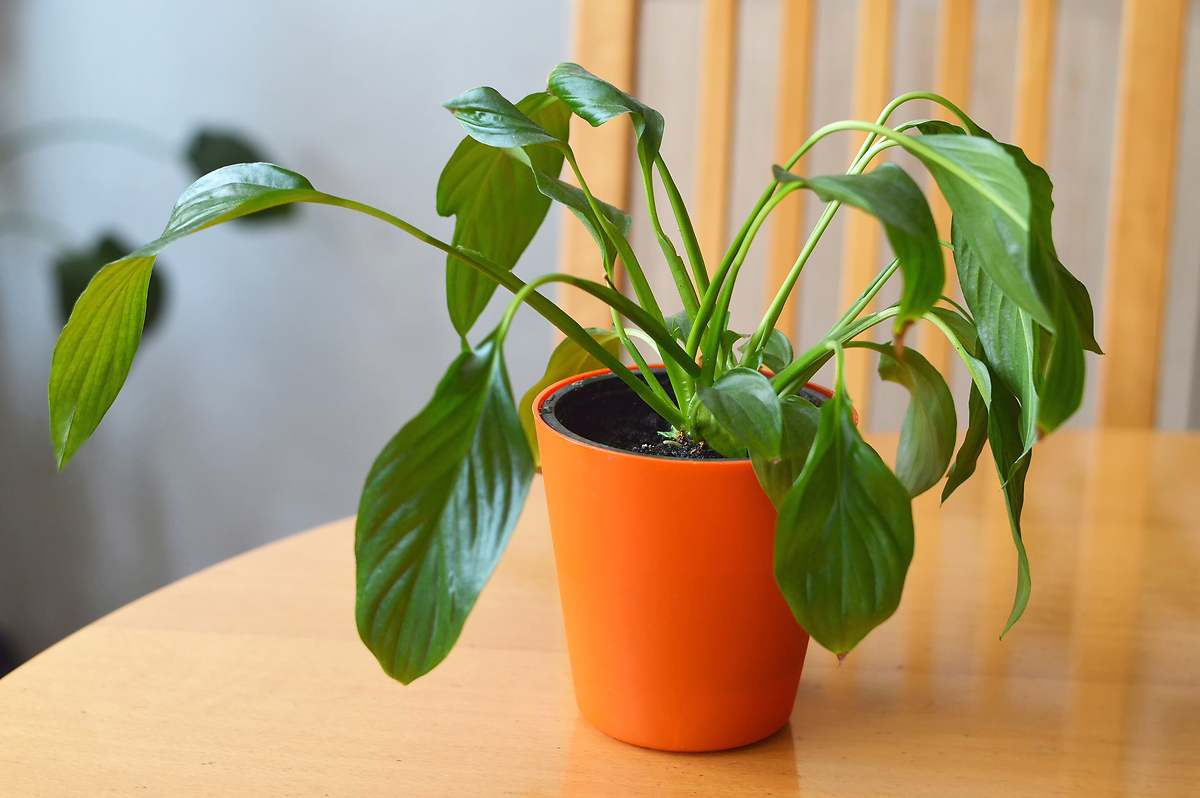 El error que estás cometiendo al regar tus plantas y que puedes arreglar con una simple cucharada de vinagre