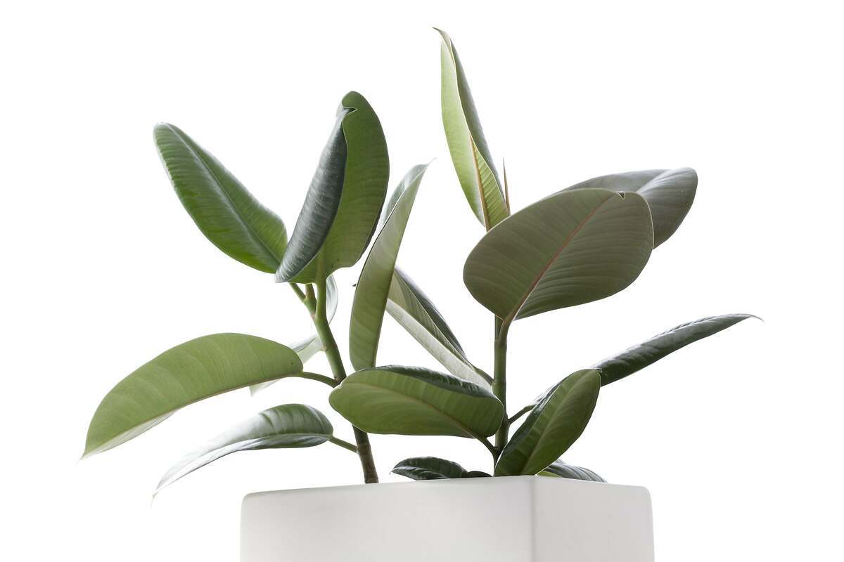 Ubicación e iluminación de la planta