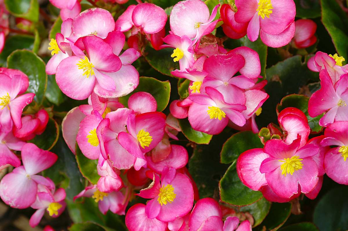 Julio - Begonia