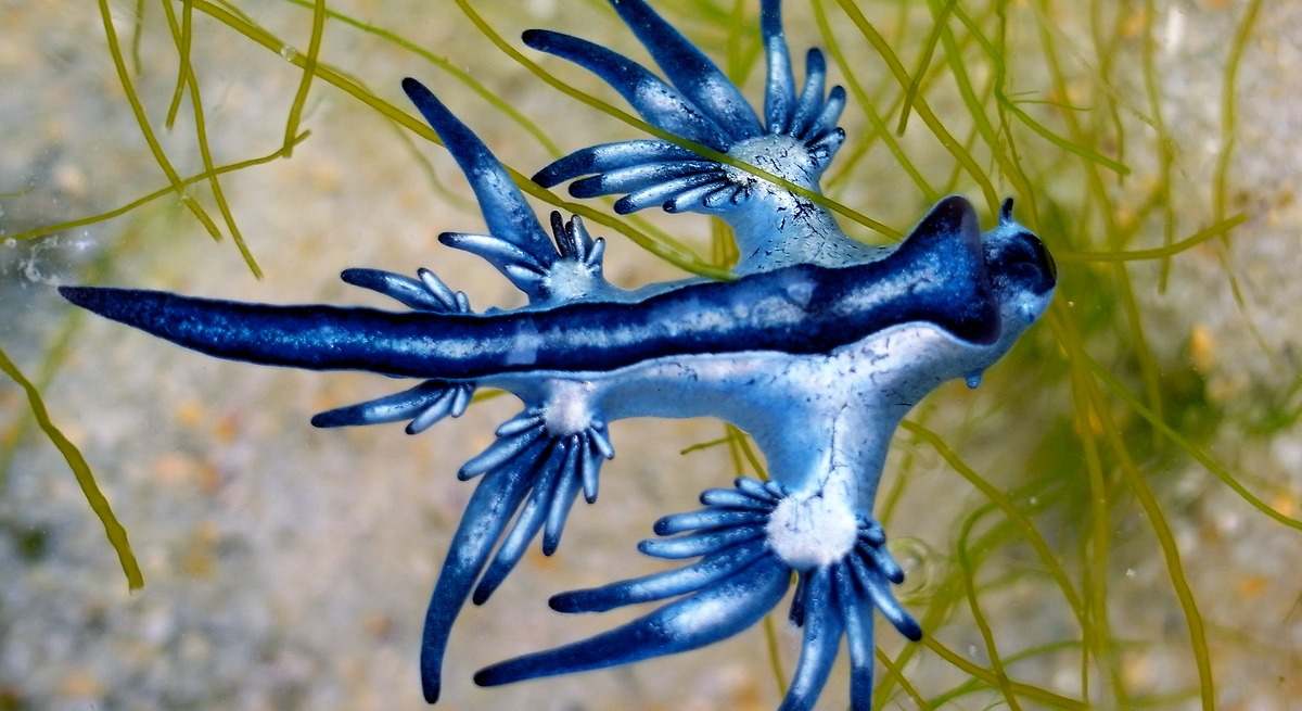 Se insta a todos los bañistas a que tengan especial cuidado con este extraño animal azul: puede ser muy doloroso