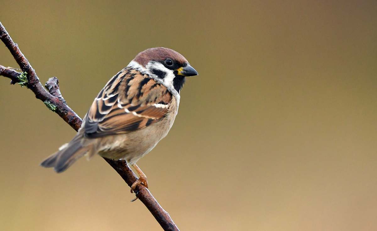 Las aves no migran en invierno