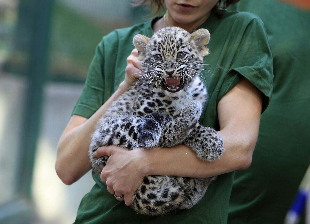 Leopardo persa
