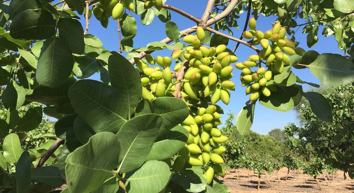 Castilla La-Mancha va camino de registrar la mayor cosecha de pistachos de toda su historia