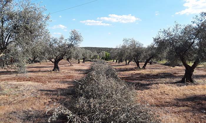 Biomasa-agricola.jpg
