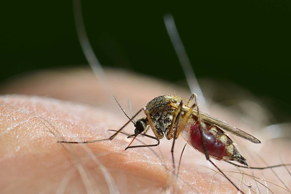Cómo repeler los mosquitos en casa con el efectivo truco del papel higiénico que se ha hecho viral