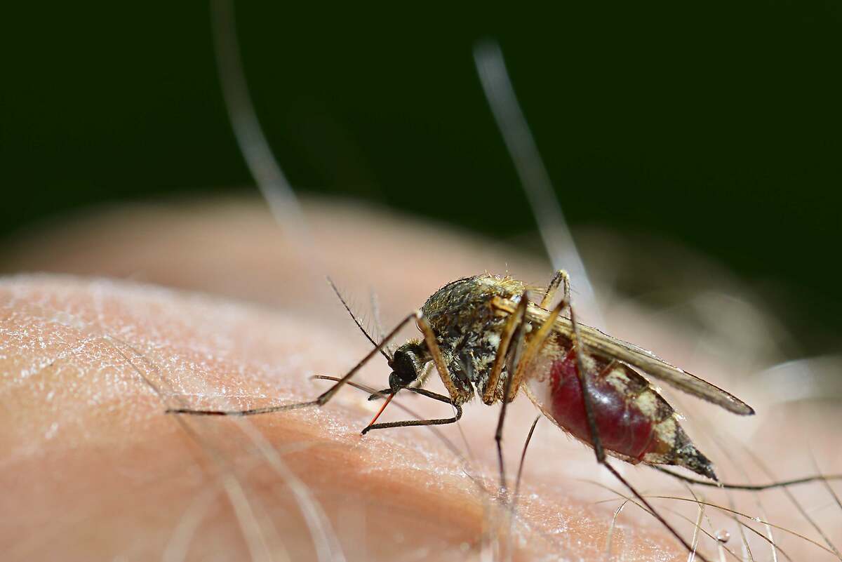 Cómo repeler los mosquitos en casa con el efectivo truco del papel higiénico que se ha hecho viral