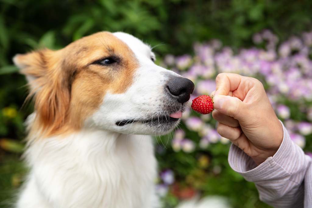 Fresas
