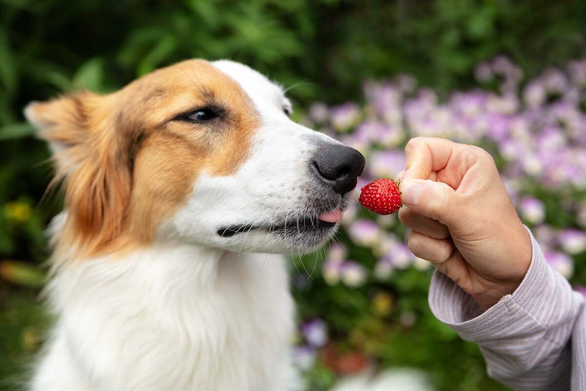 Fresas